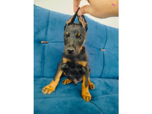 A kalite doberman yavruları 