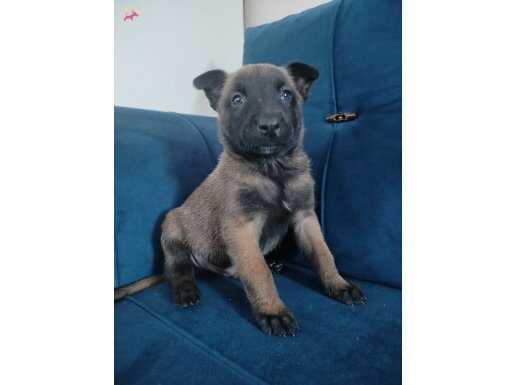 A kalite belçika kurdu yavruları 