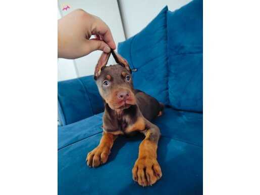 Irk Garantili Sağlıklı Doberman Yavruları