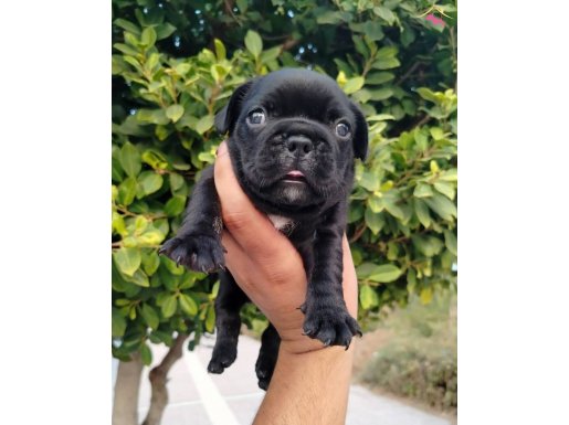 Siyah beyaz maskeli french buldog yavruları 