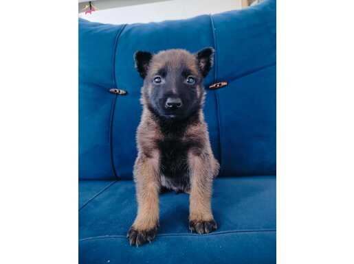 Siyah maskeli belçika kurdu yavruları 