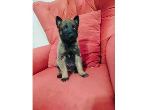 Şecereli Formda Belçika Malinois Yavruları