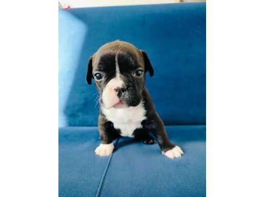 Korsan Maskeli Karakterli Fransız Bulldog Yavrusu