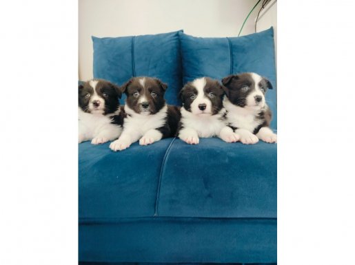 Zeka Küpü Border Collie Yavruları 