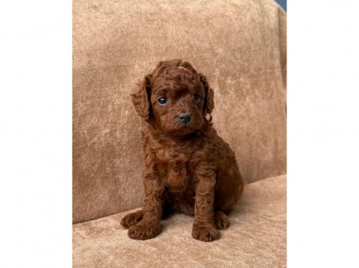 Kızıl toy poddle yavruları 