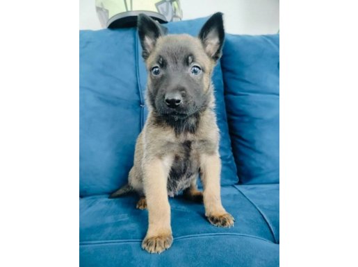 Siyah maske belçika kurdu yavruları