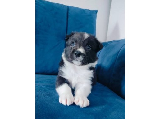 Zeki ve Oyuncu Border Collie Yavrusu