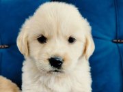 Dişi Baby face golden yavruları 