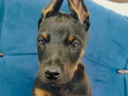 A kalite doberman yavruları 