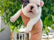 French bulldog yavrusu 