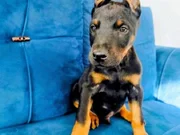 A kalite doberman yavruları 