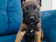 A kalite belçika kurdu yavrular