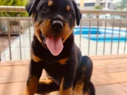 Erkek rotweiler yavrusu 