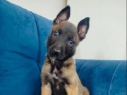 Belçika malinois yavruları 