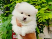 Beyaz Pomeranian Yavruları 