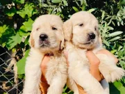 A kalite golden yavruları 