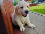 Golden retriever yavruları 
