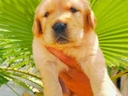 Baby face golden yavruları 