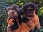 Yorkshire terrier yavruları 