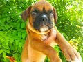Boxer yavruları 