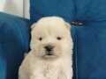 Chow chow çin aslanı yavruları 