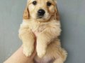 Baby face golden yavruları 
