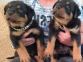Erkek ve dişi rotweiler yavruları 