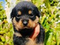 Dişi rotweiler yavruları 
