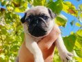 Pug mops yavrularııı