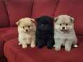 Pomeranian yavruları 