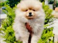 Pomeranian yavruları 