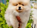 Pomeranian yavruları 