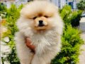 Pomeranian yavruları 
