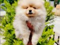 Pomeranian yavruları 