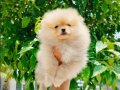 Pomeranian yavruları 