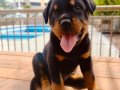 Koca kafalı rotweiler yavruları