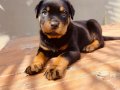 Koca kafalı rotweiler yavruları