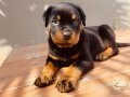 Koca kafalı rotweiler yavruları