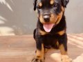 Koca kafalı rotweiler yavruları