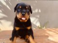 Koca kafalı rotweiler yavruları