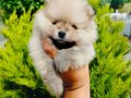 Ayıcık surat pomeranian yavruları 