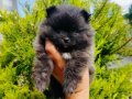 Ayıcık surat pomeranian yavruları 