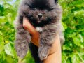 Ayıcık surat pomeranian yavruları 