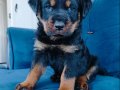 Koca kafalı a kalite rotweiler yavruları 