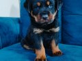 Koca kafalı a kalite rotweiler yavruları 
