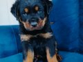 Koca kafalı a kalite rotweiler yavruları 