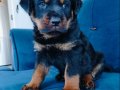 Koca kafalı a kalite rotweiler yavruları 