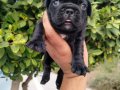 Korsan maskeli french buldog yavruları
