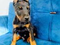 Doberman yavruları 