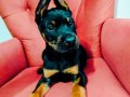 Doberman yavruları 